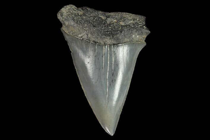 Fossil Mako Shark Tooth - South Carolina #128752